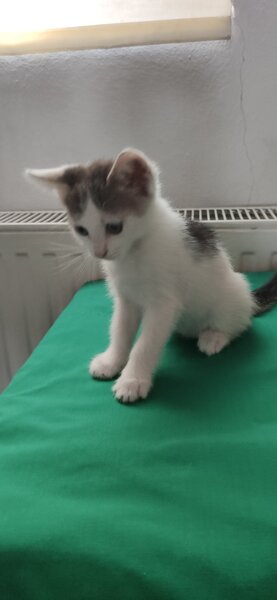 Ofer spre adoptie patru pisicute