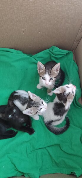 Ofer spre adoptie patru pisicute
