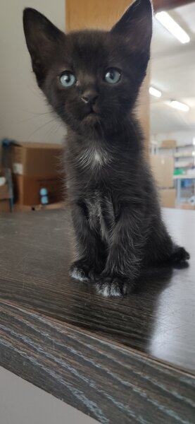 Ofer spre adoptie patru pisicute