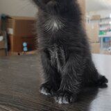 Ofer spre adoptie patru pisicute